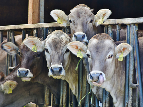 Five cows sticking heads out in between metal bars.