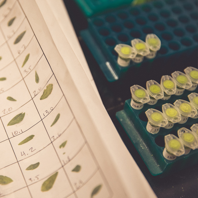 Pieces of leaves taped to a paper and labeled next to a rack of test tubes with leaf pieces in them.