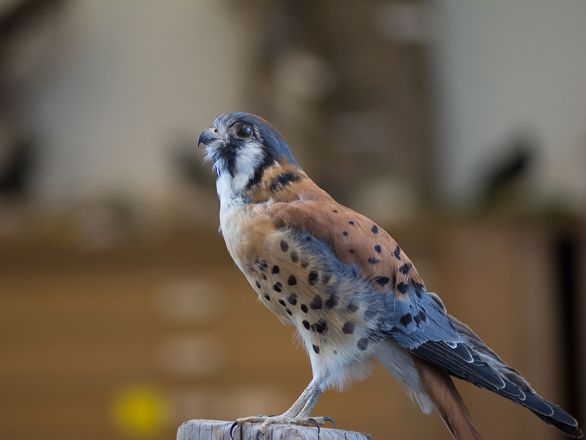 A still bird
